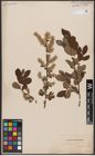 Foto von Salix aurita L.